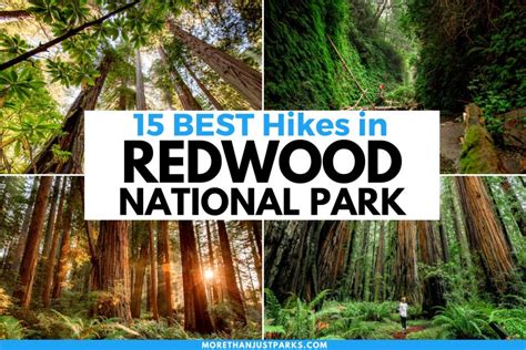 The 10 Best Hikes in Redwood National Park - balustradellc