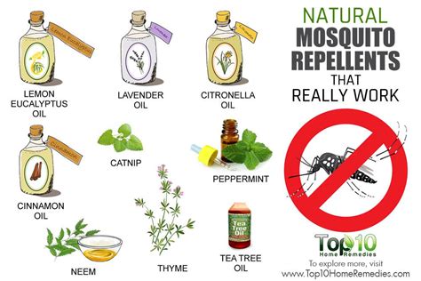 The 10 best natural mosquito repellents - Medical News … - balustradellc
