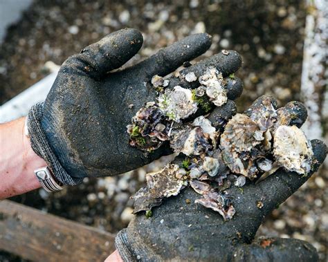 THE 10 BEST Oysters in Merimbula - Tripadvisor