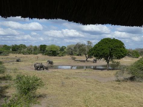 THE 10 BEST Tembe Elephant Park Hotel Deals (Apr 2024)