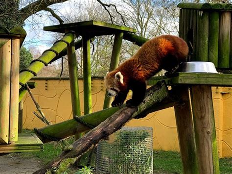 THE 10 BEST Things to Do Near Banham Zoological …