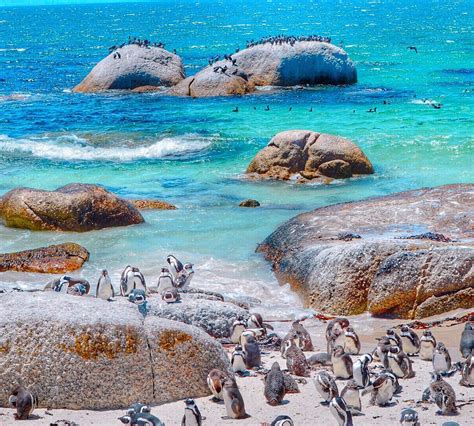 THE 10 BEST Things to Do Near Boulders Beach Penguin Colony