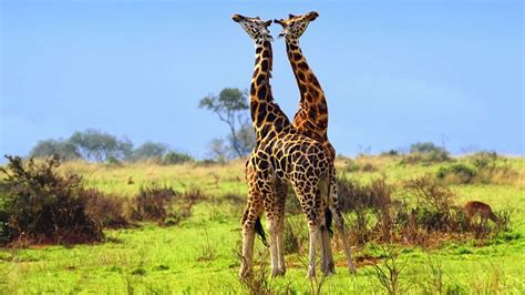 THE 10 BEST Uganda Tours & Excursions for 2024 (with Prices)