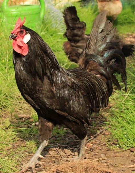 The 10 Rarest Chicken Breeds in the World - Eco Peanut - balustradellc