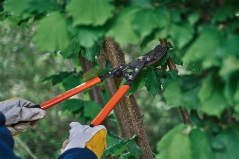 The 11 Best Loppers for Pruning - Minneopa Orchards - balustradellc