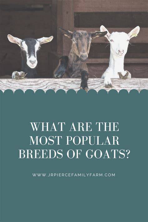 The 12 Best Goat Breeds to Raise on Your Farm - raincitystudios.com