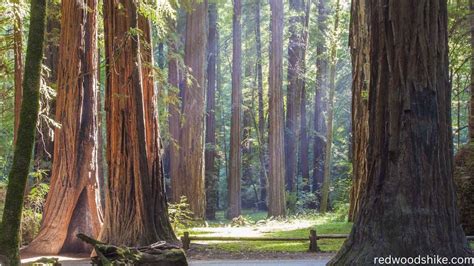 The 12 Best Redwood Hikes near San Francisco - Extranomical - balustradellc