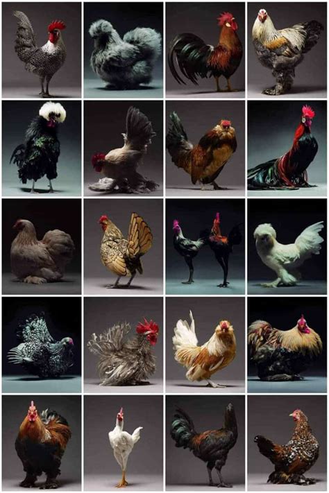 The 12 Best Show Chicken Breeds - Pet Breeezy - balustradellc