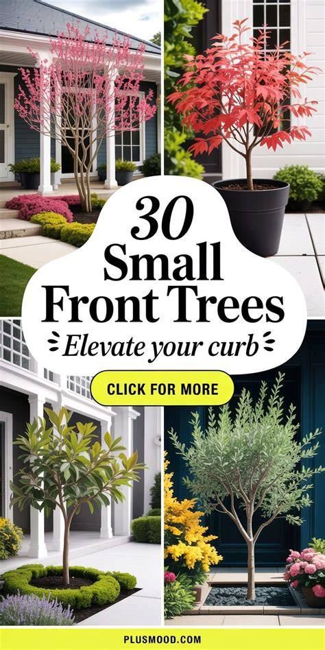 The 12 Best Small Trees to Boost Curb Appeal - Martha Stewart - raincitystudios.com