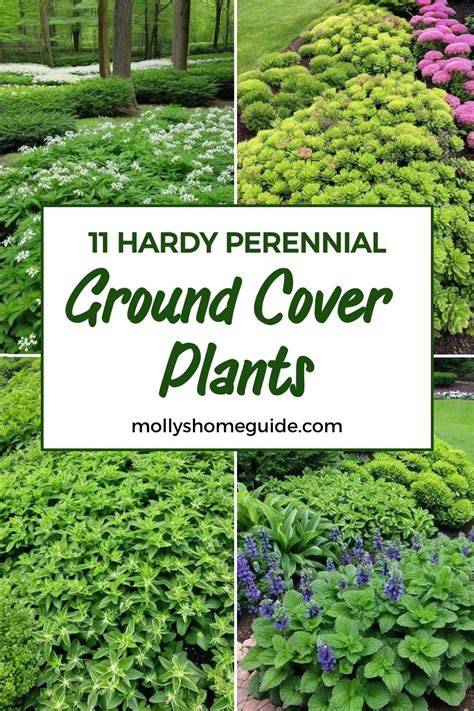 The 13 Best Ground Cover Plants - Martha Stewart - raincitystudios.com