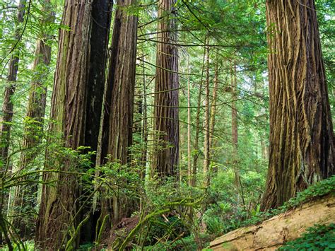 The 13 Best Places to See California Redwoods Up Close - balustradellc