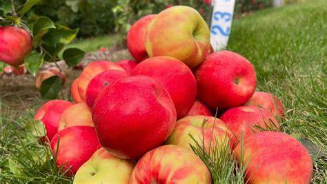 The 14 Best Apple Orchards in New Hampshire - raincitystudios.com
