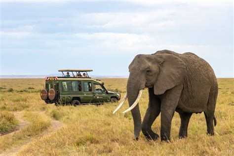 THE 15 BEST Africa Safaris (2026) - Tripadvisor - balustradellc