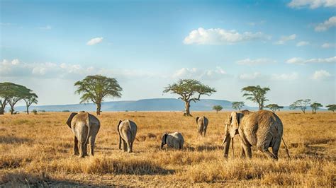 The 15 Best African Safaris to Add to Your Bucket List - balustradellc