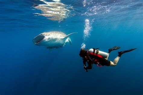 THE 15 BEST Indonesia Scuba Diving & Snorkeling - Tripadvisor - balustradellc