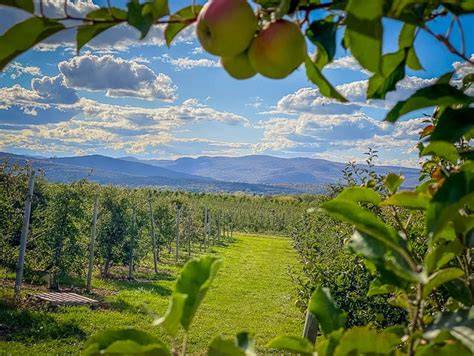 The 17 Best Apple Orchards in Vermont - raincitystudios.com