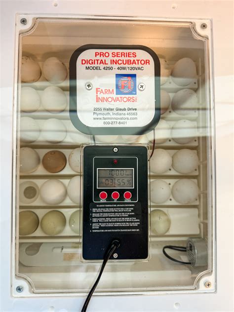 The 18 Best Egg Incubators for Hatching Chickens - balustradellc