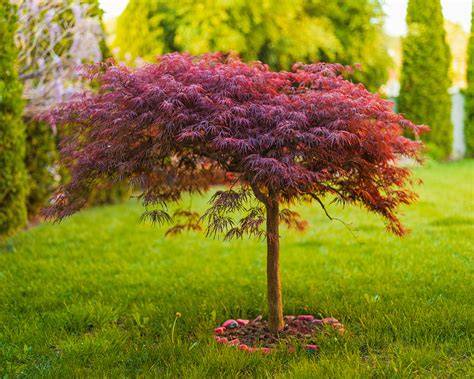 The 20 Best Dwarf Trees for the Front Yard - raincitystudios.com