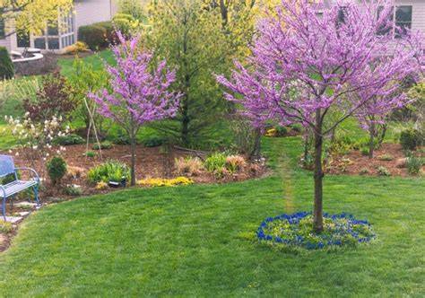 The 26 Best Fast-Growing Shade Trees for a Cooler Backyard - raincitystudios.com