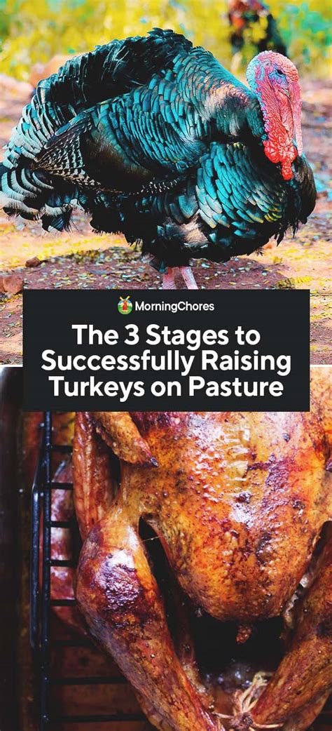 The 3 Stages to Successfully Raising Turkeys on Pasture - balustradellc