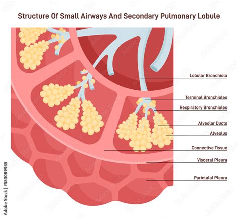 The 3-dimensional structure of the secondary pulmonary lobule within ... - wintechmobiles.com