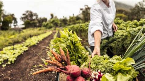 The 33 Best Crops for a High-Yield Survival Garden - balustradellc