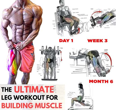 The 34 Best Leg Exercises for Building Muscle and … - balustradellc