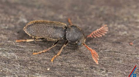 The 4 Best Treatments For Wood Borers - Home Inspection Insider - balustradellc