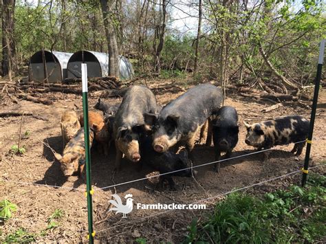 The 5 Best Pig Feeders in 2023 - balustradellc