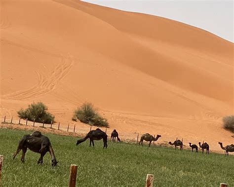 THE 5 BEST Saudi Arabia National Parks - Tripadvisor