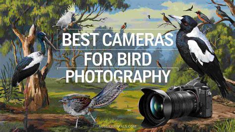 The 6 Best Cameras For Bird Photography of 2026 - balustradellc
