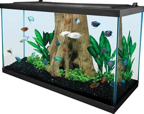 The 6 Best Fish Tanks for Beginners of 2026 - raincitystudios.com