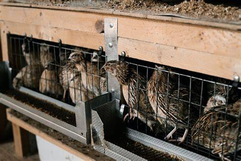 The 6 Best Quail Cages for Home - Happy Quails - raincitystudios.com