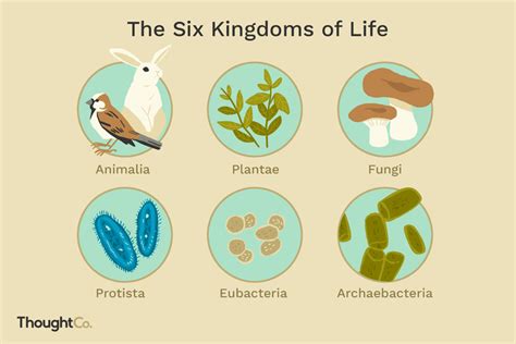 The 6 Biological Kingdoms - ThoughtCo - muktibox.com