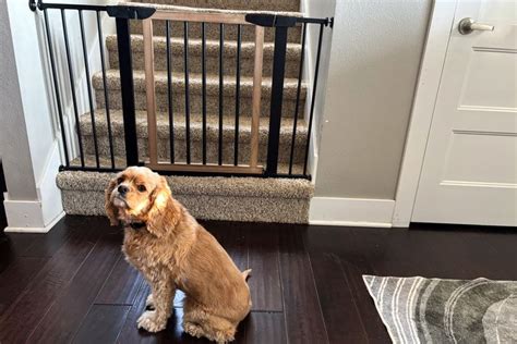 The 8 Best Pet Gates, Tested and Reviewed - The … - balustradellc