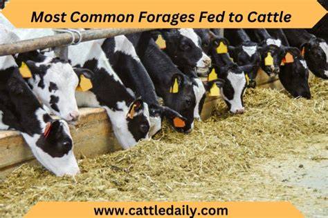 The 8 Most Common Forages Fed to Cattle for Optimal … - raincitystudios.com