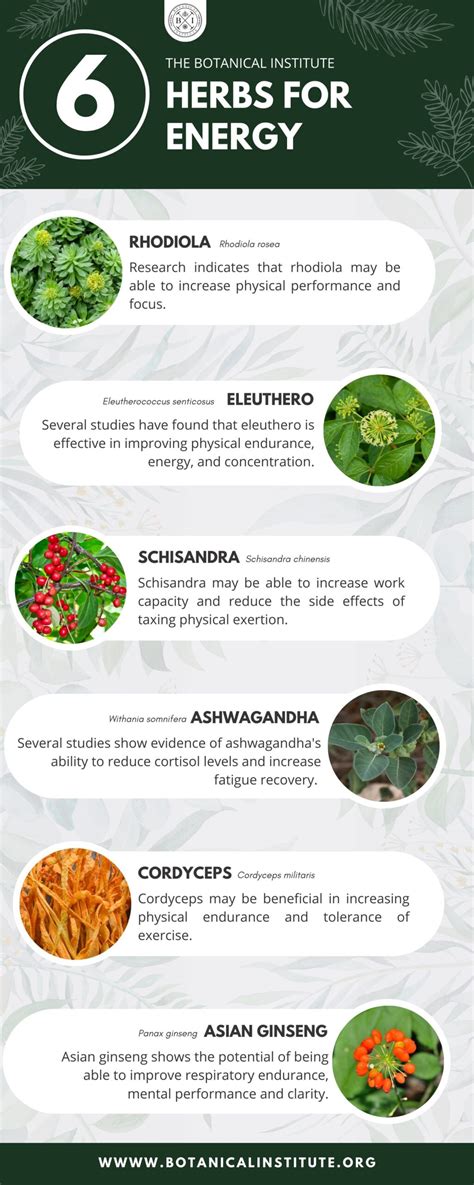 The 9 Best Herbs For Energy | The Botanical Institute - balustradellc