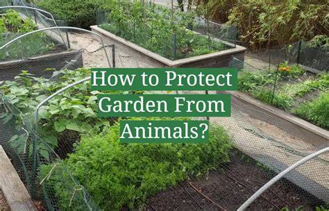 The 9 best ways to protect your garden from animals - raincitystudios.com