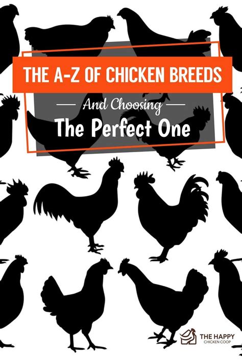 The A-Z of Chicken Breeds and Choosing the Perfect … - balustradellc