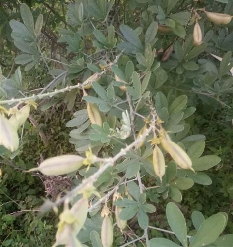 The ABCs of napier grass cultivation and management - balustradellc