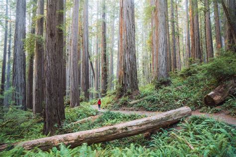 The Absolute Best Hiking Trails In Redwood National Park - balustradellc