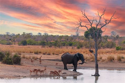 The African Savanna - ArcGIS StoryMaps - balustradellc