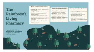 The Amazon Rainforest pharmacy - ArcheanWeb - muktibox.com