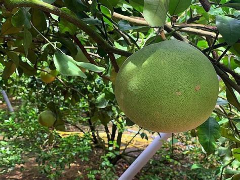 The Anatomy of a Pomelo: Unraveling the Mystery of this Giant Citrus ... - raincitystudios.com