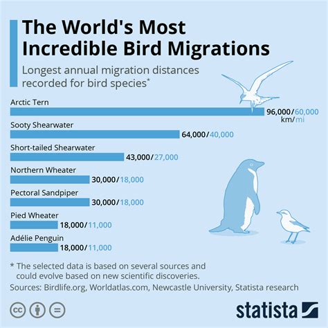 The Annual Migrations of Birds - muktibox.com