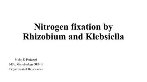 The application of Klebsiella sp. and Rhizobium ... - IOPscience - raincitystudios.com