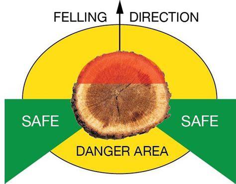 The Arborists Five-Step Tree Felling Plan! - ArborMaster - raincitystudios.com