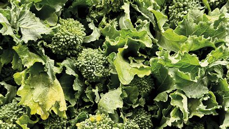 The Art Of Growing Broccoli Rabe | ShunCy - balustradellc