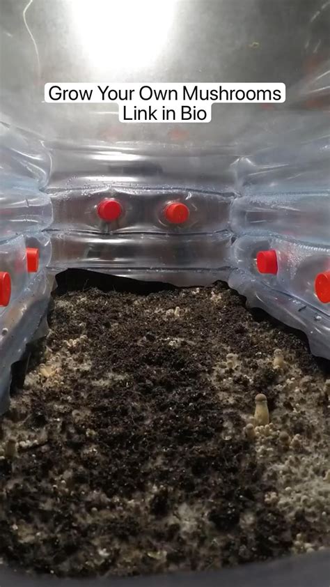 The Art of Growing Mushrooms: Timelapse Compilation - raincitystudios.com