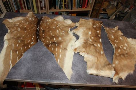 The Art of Making Deer Hide Leather from Kitchen Scraps - balustradellc